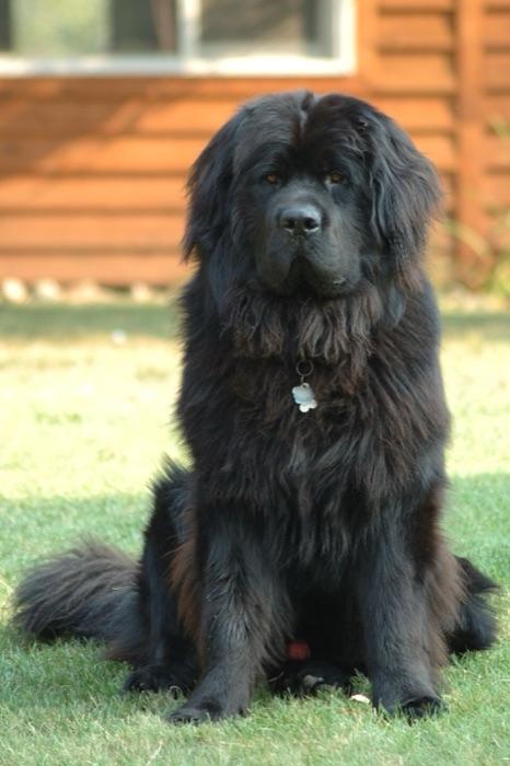 the Newfoundland