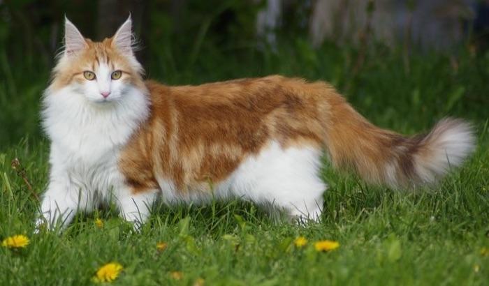 the Norwegian Forest cat