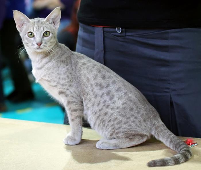 the Ocicat