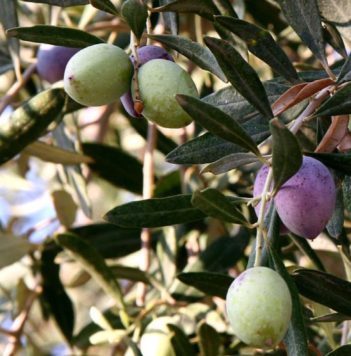 the olive tree