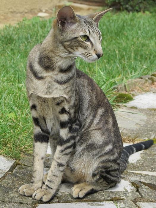 the Oriental Shorthair