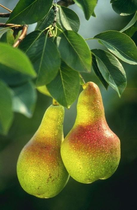 the pear tree