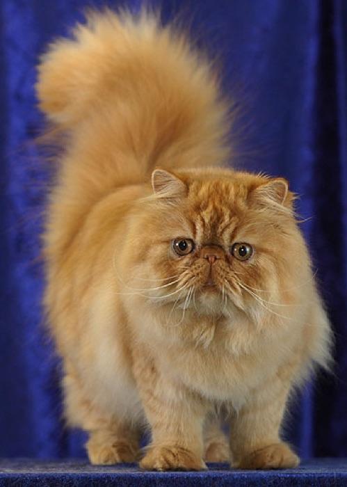 the Persian cat