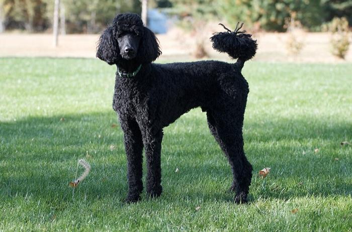 the poodle