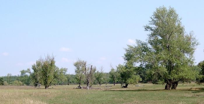 the poplar