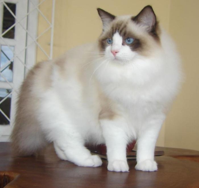 the Ragdoll