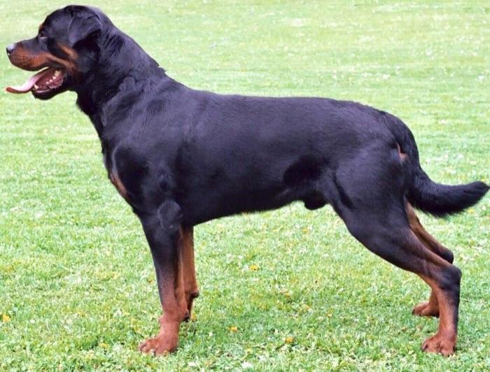 the Rottweiler