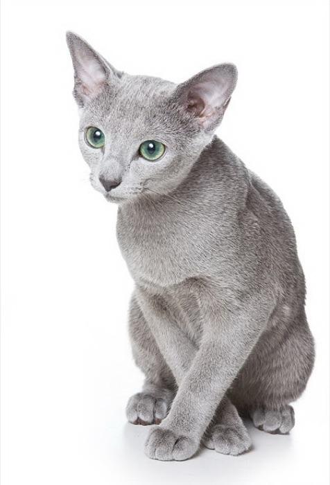the Russian Blue