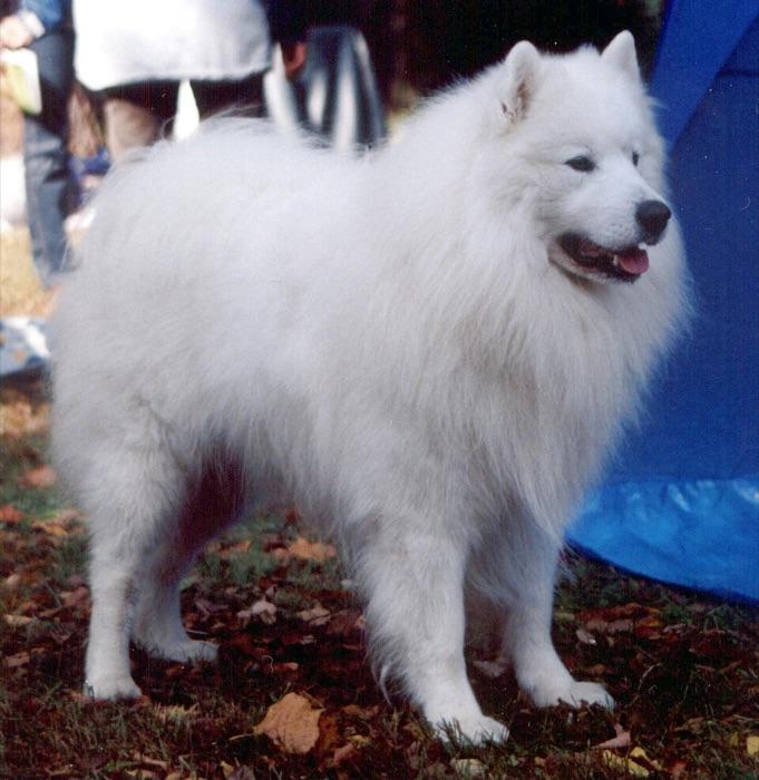 the Samoyed