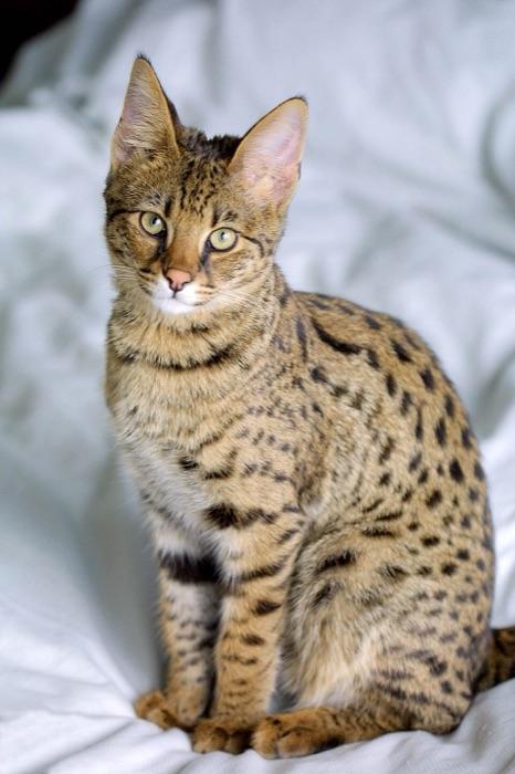 the Savannah
