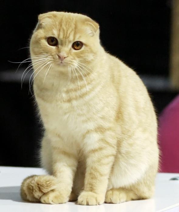 the Scottish Fold