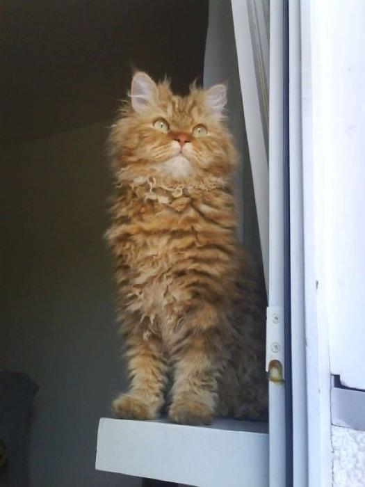 the Selkirk Rex
