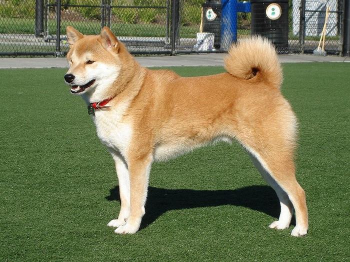 the Shiba Inu