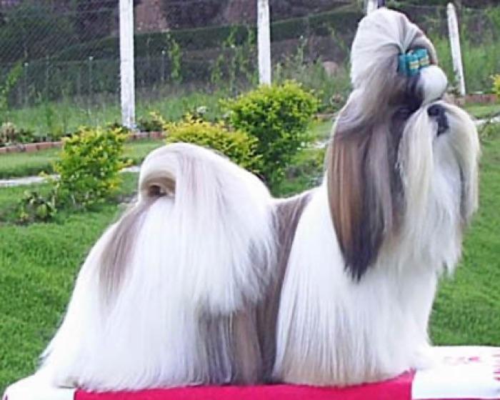 the Shih Tzu