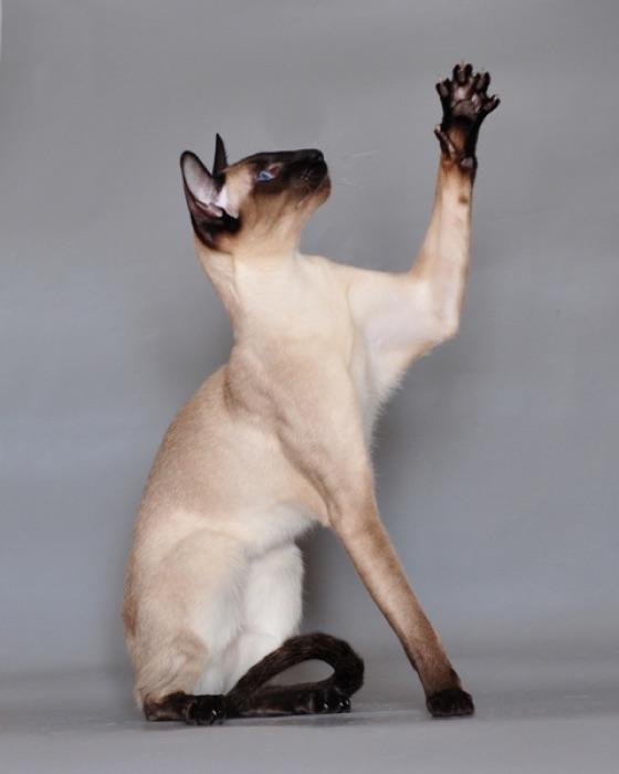 the Siamese cat