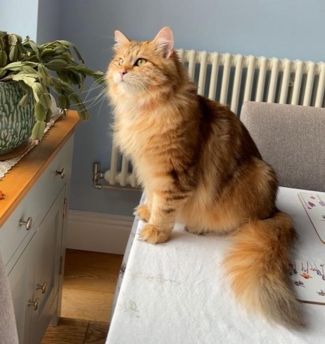 the Siberian