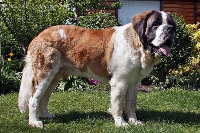 the St. Bernard