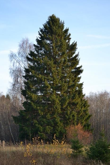 the spruce