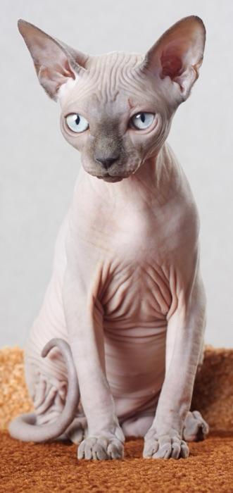 the Sphynx