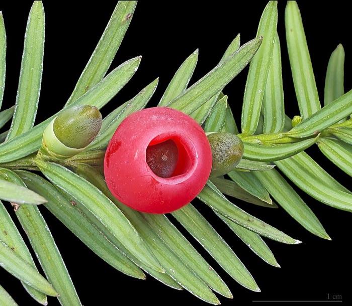 the yew