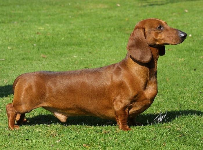the dachshund