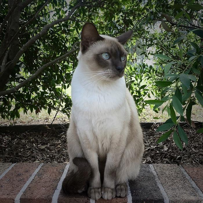the Tonkinese