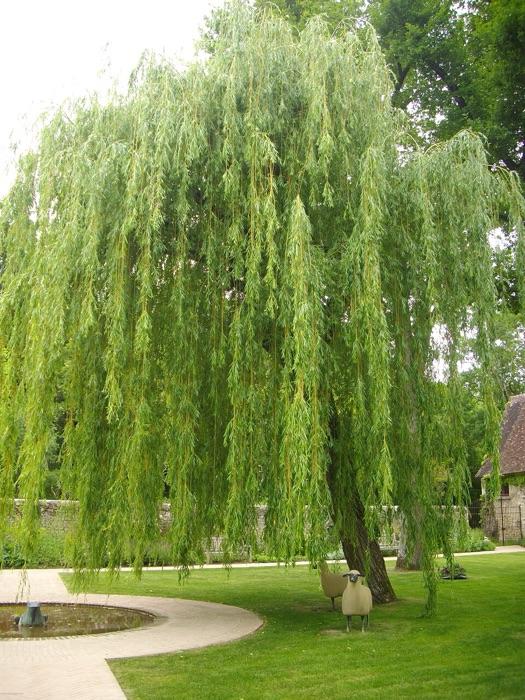 the weeping willow