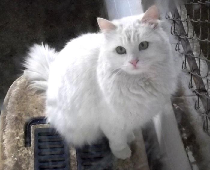 the Turkish Angora