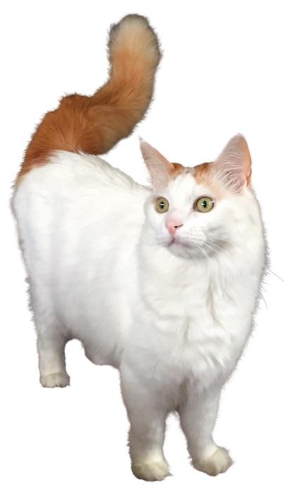 the Turkish Van
