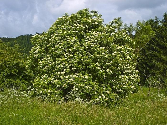the elder