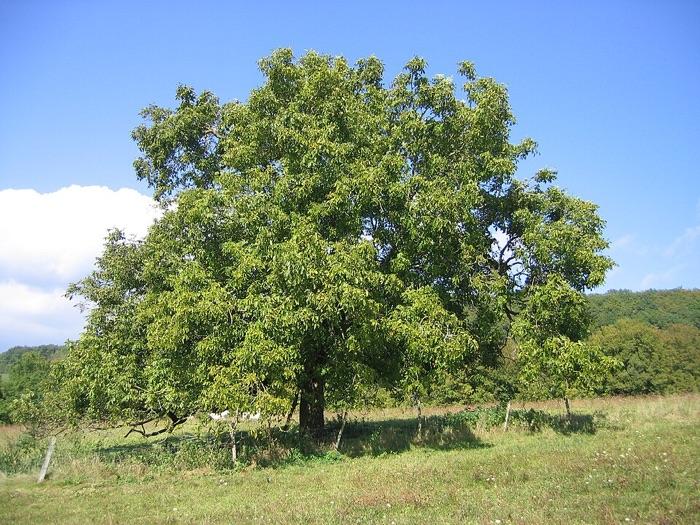 the walnut