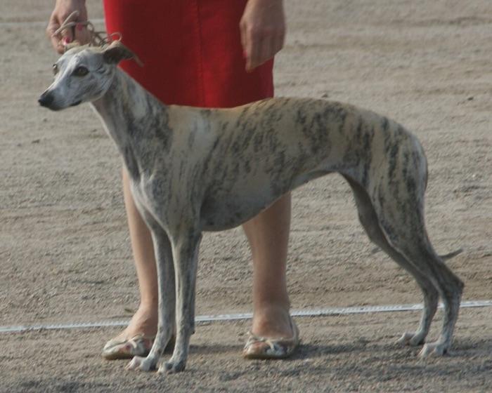 the whippet