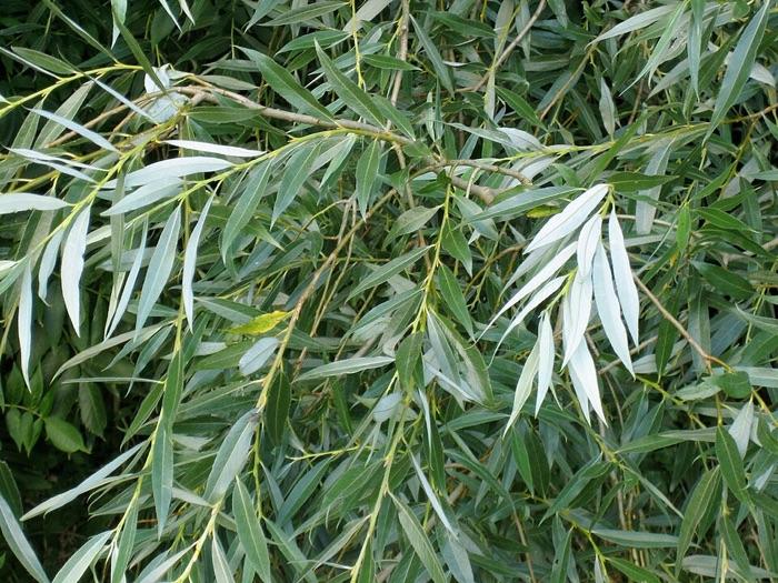 the willow