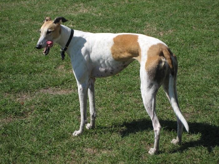the greyhound
