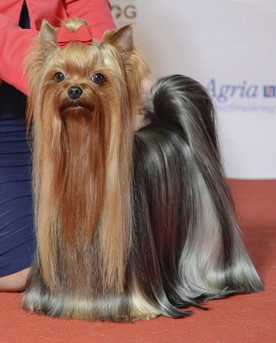 the Yorkshire Terrier
