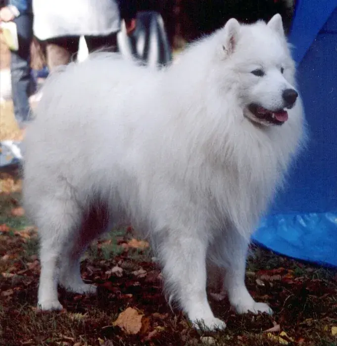 the Samoyed